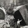 California lumberjacks work on Redwoods. Thousands of tree rings in these ancient trees each over 1000+ years old all gone but a few.