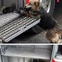 This dog saved her puppies from a fire at home, and put them safely in one of the fire trucks