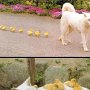 Ducks tend to follow the dog seen first at birth, whether or not his mother.
