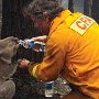Fireman giving drink to a baby Koala in Australian fires.