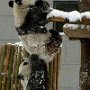 Panda bear helping another.