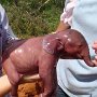 Premature elephant born just one minute ago.