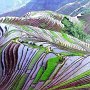 Spectacular rice fields in China.
