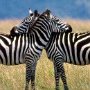 So embrace the zebras.