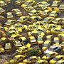 Thousands of scrapped taxis abandoned in a yard in the center of Chongqing, China. Increasing numbers of private cars means many people no longer rely on taxis or public transportation. 